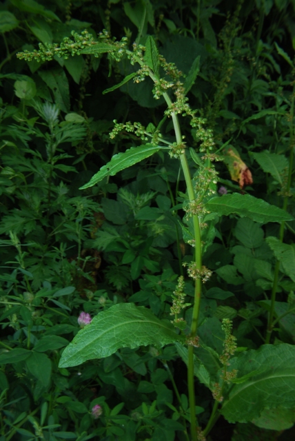 Chenopodium